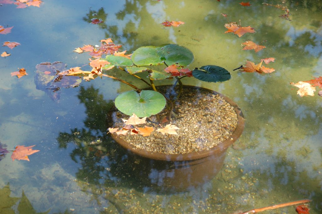 On the grounds of Quinta das Lágrimas.  Unusual submerged pots  with lily pads planted in them.