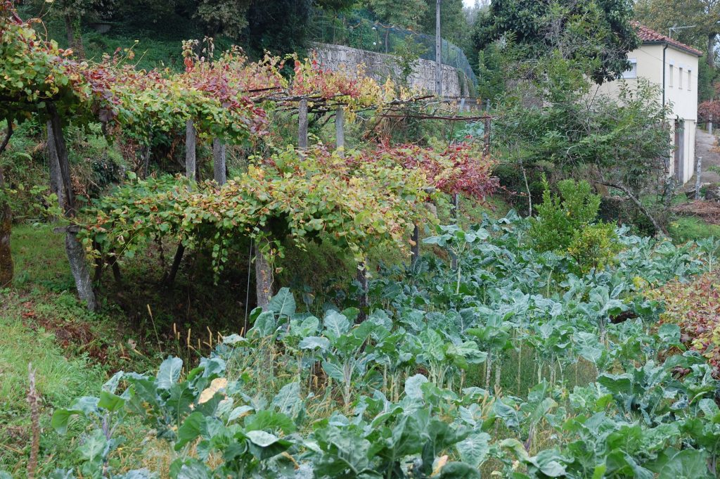 Typical scene along the Rio  Lima (kale and vines).